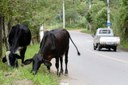 Animais grandes soltos em vias públicas pautam Requerimento à Prefeitura Animais grandes soltos em vias públicas pautam Requerimento à Prefeitura