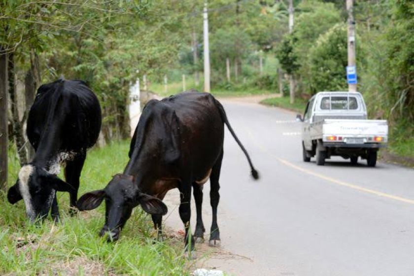 Animais grandes soltos em vias públicas pautam Requerimento à Prefeitura
