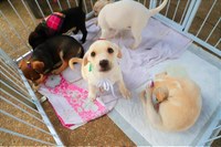 Aprovada restrição na adoção de animais por pessoas que praticaram maus-tratos