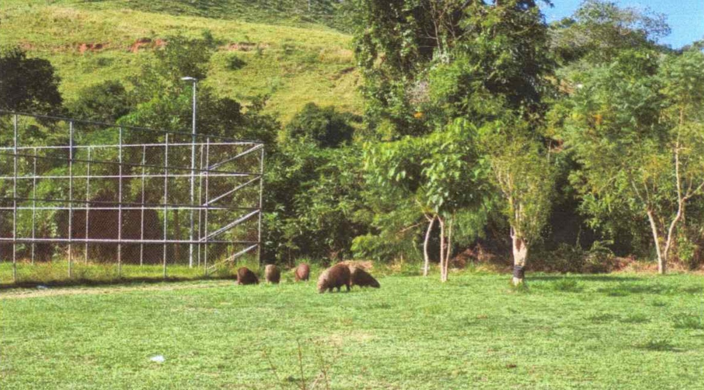 Câmara solicita ações para conter circulação de capivaras em praça da Rasa