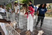 Feira promove adoção e conscientização sobre bem-estar animal