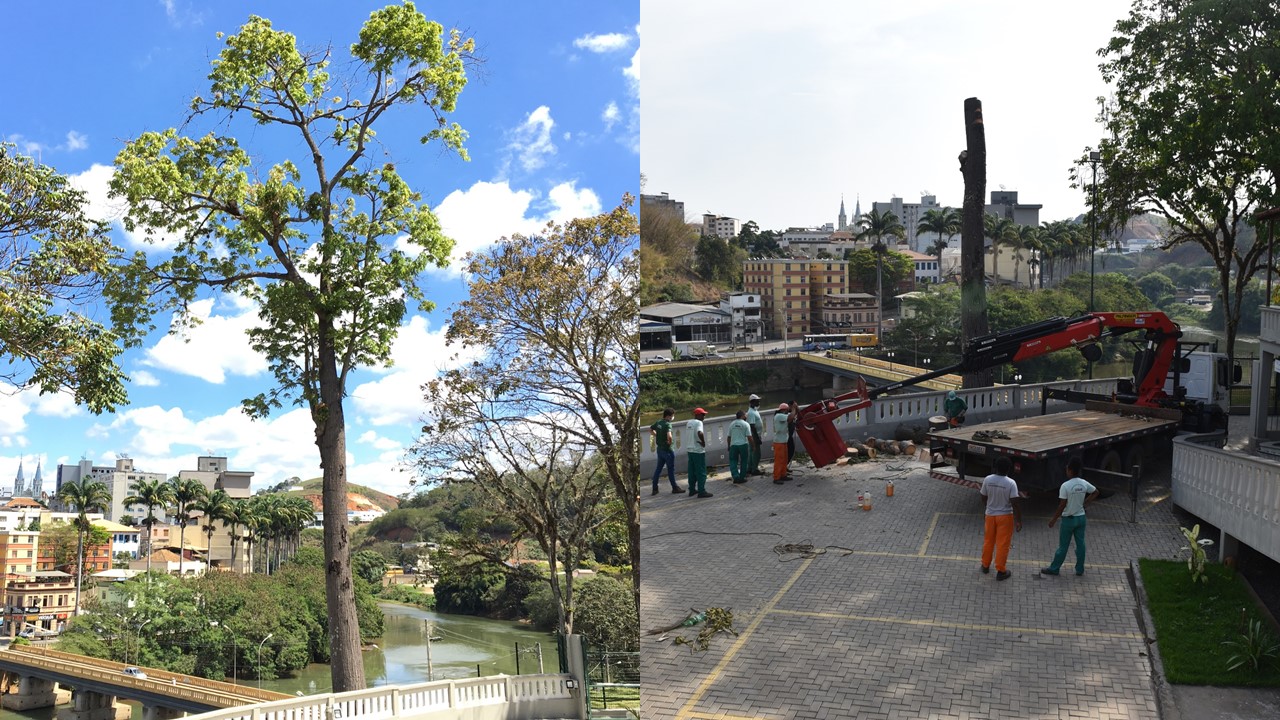 Infestação de besouro metálico motivou supressão de paineira