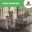 Serviços voltados a animais em situação de rua pautam Requerimento à Prefeitura Serviços voltados a animais em situação de rua pautam Requerimento à Prefeitura